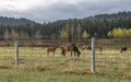 A Herd of Horses on the Stoney Indian Reserve