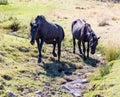 Herd of horses in the pasture in the fall Royalty Free Stock Photo