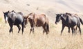 Herd of horses in the pasture in the fall Royalty Free Stock Photo