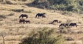 Herd of horses in the pasture in the fall Royalty Free Stock Photo