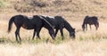 Herd of horses in the pasture in the fall Royalty Free Stock Photo