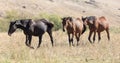 Herd of horses in the pasture in the fall Royalty Free Stock Photo