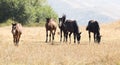 Herd of horses in the pasture in the fall Royalty Free Stock Photo