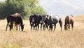 Herd of horses in the pasture in the fall Royalty Free Stock Photo