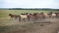 A herd of horses in the pasture