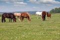 Herd of horses in pasture Royalty Free Stock Photo