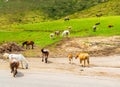 Herd of horses by Troyan pass on mountain meadow Central Balkan Bulgaria Royalty Free Stock Photo