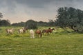 Herd of horses in the pasture. Hiking in Israel Royalty Free Stock Photo