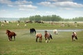 Herd of horses on the pasture Royalty Free Stock Photo