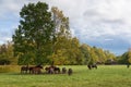 Herd of horses in pasture Lithuania Royalty Free Stock Photo