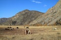 Herd of horses on a pasture in mountains Royalty Free Stock Photo