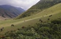 Herd of horses pasture in a mountains mountain of Kyrgzstan