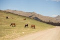 A herd of horses on pasture Royalty Free Stock Photo