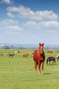 Herd of horses in pasture spring Royalty Free Stock Photo