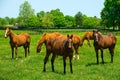 Herd of Horses in a pasture in the Spring Royalty Free Stock Photo