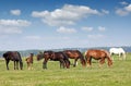 Herd of horses in pasture Royalty Free Stock Photo