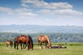 Herd of horses on pasture Royalty Free Stock Photo