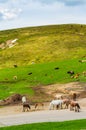 Herd of horses at road on mountain summit Central Balkan Bulgaria Royalty Free Stock Photo