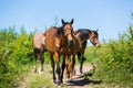 Herd of horses on the path Royalty Free Stock Photo