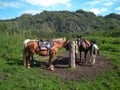 A herd of horses podsednik for Hiking near the hitching post awaits travelers for a hike in the Altai mountains