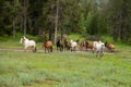 Herd of Horses racing toward the camera