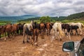 Herd of horses on the road Royalty Free Stock Photo