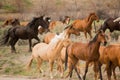 Herd of horses during roundup Royalty Free Stock Photo