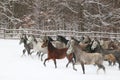 Herd of horses run across the field. A large herd of beautiful horses gallops across on pasture wintertime Royalty Free Stock Photo