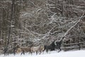 Herd of horses run across the field. A large herd of beautiful horses gallops across on pasture wintertime Royalty Free Stock Photo