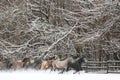 Herd of horses run across the field. A large herd of beautiful horses gallops across on pasture wintertime Royalty Free Stock Photo