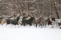 Herd of horses run across the field. A large herd of beautiful horses gallops across on pasture wintertime Royalty Free Stock Photo