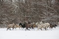 Herd of horses run across the field. A large herd of beautiful horses gallops across on pasture wintertime Royalty Free Stock Photo