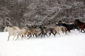 Herd of horses run across the field. A large herd of beautiful horses gallops across on pasture wintertime Royalty Free Stock Photo