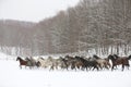 Herd of horses run across the field. A large herd of beautiful horses gallops across on pasture wintertime Royalty Free Stock Photo