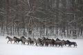 Herd of horses run across the field. A large herd of beautiful horses gallops across on pasture wintertime Royalty Free Stock Photo