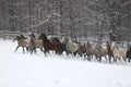 Herd of horses run across the field. A large herd of beautiful horses gallops across on pasture wintertime Royalty Free Stock Photo