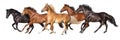 Horses galloping isolated Royalty Free Stock Photo