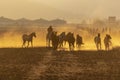 A Herd Of Horse Are Being Corralled By Mexican Horsemen At Sunrise Royalty Free Stock Photo