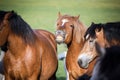 Herd of horses on the summer pasture.