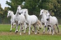 Herd horses running on meadow Royalty Free Stock Photo