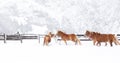 a herd of horses running in the snow together at a ranch Royalty Free Stock Photo