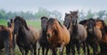 The herd of horses runs in full face freely Royalty Free Stock Photo