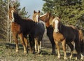 a herd of horses stands against the background of the autumn forest Royalty Free Stock Photo