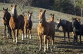 A herd of horses stands against the background of the forest Royalty Free Stock Photo