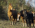 a herd of horses stands against the background of the forest Royalty Free Stock Photo