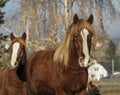 A herd of horses stands against the background of the forest Royalty Free Stock Photo