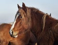 A herd of horses stands against the background of the forest Royalty Free Stock Photo