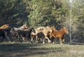 A herd of horses stands against the background of the forest Royalty Free Stock Photo