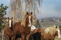 A herd of horses stands against the background of the forest Royalty Free Stock Photo