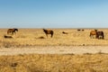 Herd of horses in the steppe of Kazakhstan